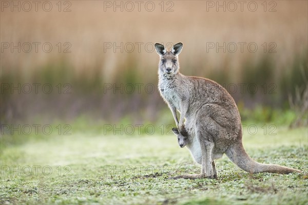 Eastern grey kangaroos (Macropus giganteus) with young on a meadow