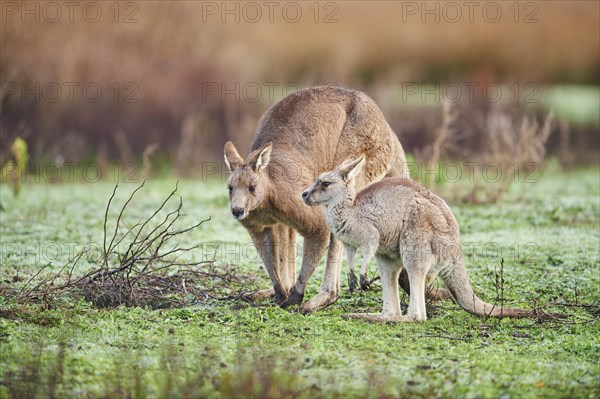 Eastern grey kangaroos (Macropus giganteus) with young on a meadow