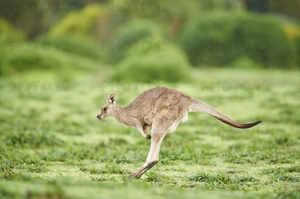 Eastern grey kangaroo (Macropus giganteus) jumping on a meadow