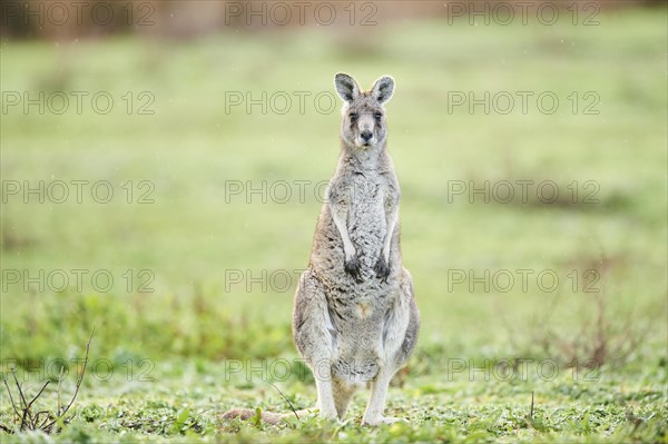 Eastern grey kangaroo (Macropus giganteus) standing on a meadow