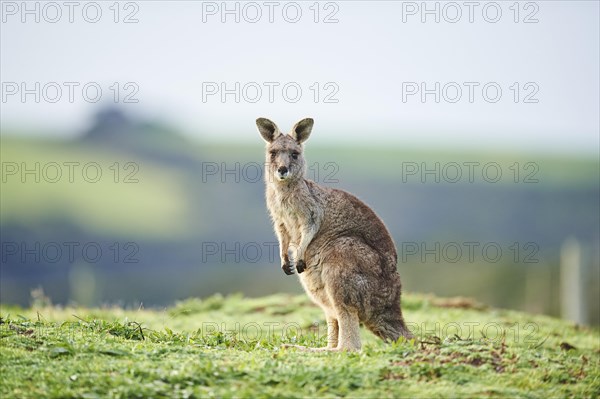 Eastern grey kangaroo (Macropus giganteus) standing on a meadow