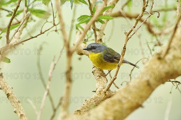 Yellow-bellied flyrobin (Microeca flaviventris) on a branch