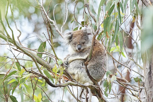 Koala (Phascolarctos cinereus) sitting in an Eucalyptus tree (Eucalyptus)