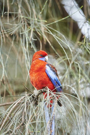 Crimson rosella (Platycercus elegans)