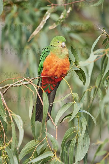 Australian king parrot (Alisterus scapularis)