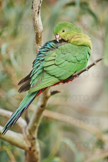 Australian king parrot (Alisterus scapularis)