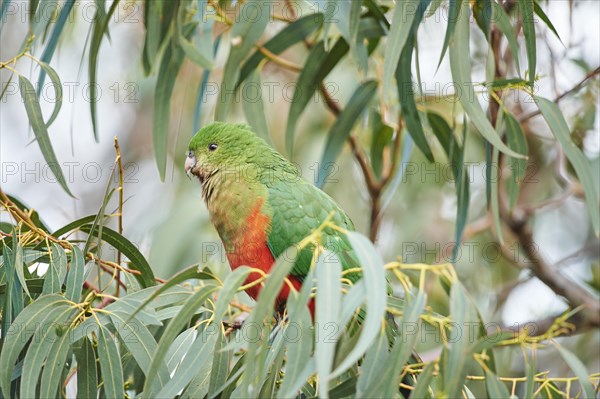 Australian king parrot (Alisterus scapularis)