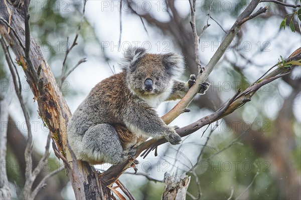 Koala (Phascolarctos cinereus) sitting in an Eucalyptus tree (Eucalyptus)