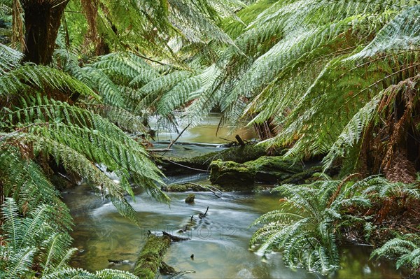 Brook through the rainforest