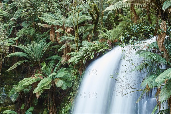 Beauchamp Falls in the rainforest