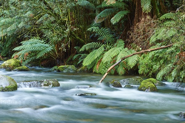 Brook in the rainforest