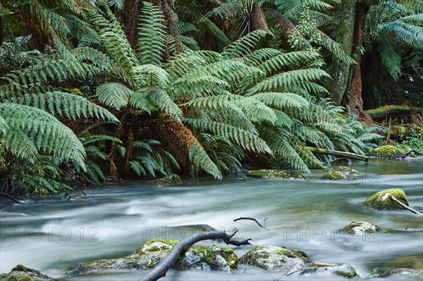 Brook in the rainforest