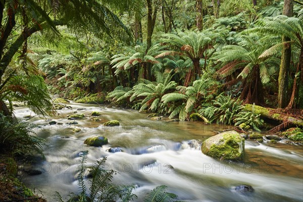 Brook in the rainforest