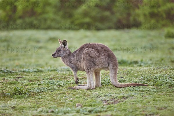 Eastern grey kangaroo (Macropus giganteus) on a meadow