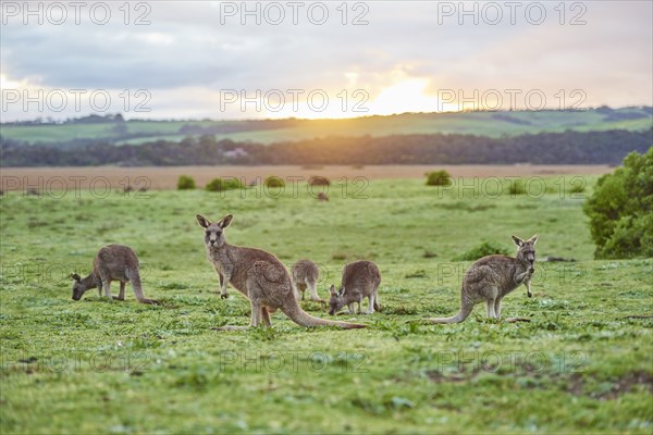 Eastern grey kangaroos (Macropus giganteus) grazing on a meadow