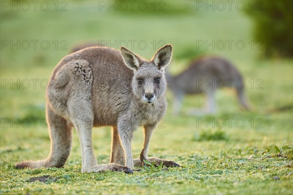 Eastern grey kangaroo (Macropus giganteus) on a meadow