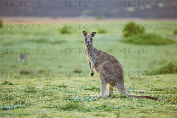 Eastern grey kangaroo (Macropus giganteus) on a meadow