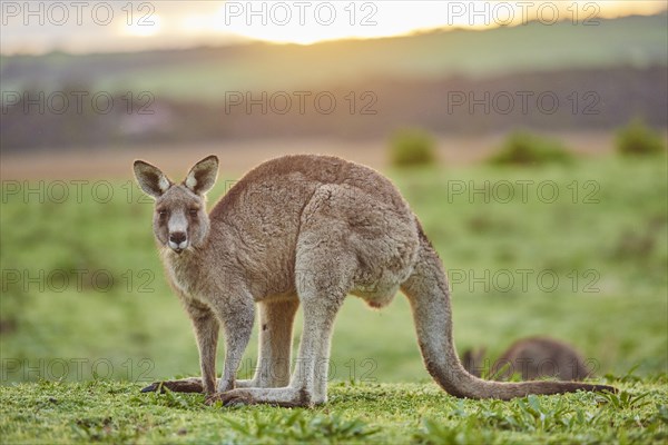 Eastern grey kangaroo (Macropus giganteus) on a meadow