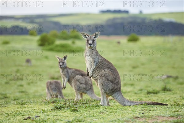 Eastern grey kangaroos (Macropus giganteus) on a meadow