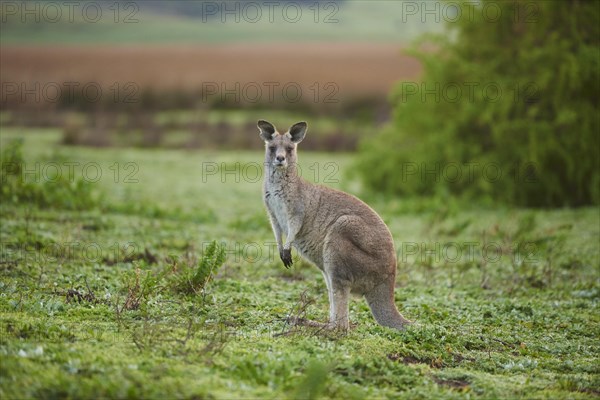 Eastern grey kangaroo (Macropus giganteus) on a meadow