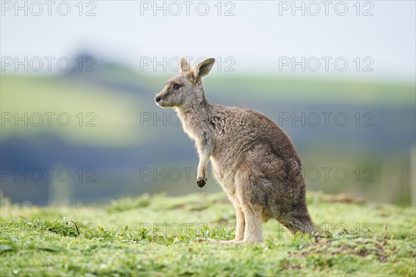 Eastern grey kangaroo (Macropus giganteus) on a meadow