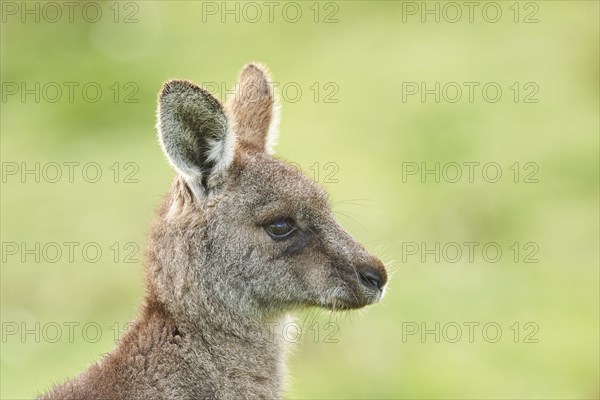 Portrait of an Eastern grey kangaroo (Macropus giganteus)