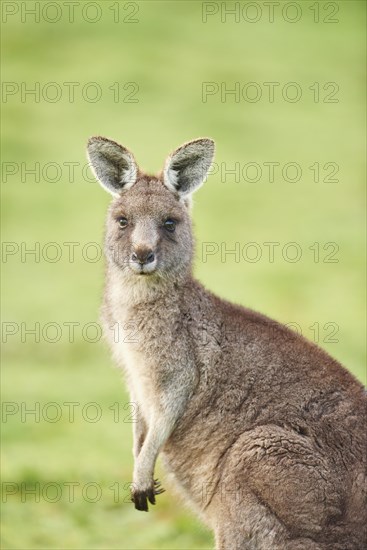 Eastern grey kangaroo (Macropus giganteus)