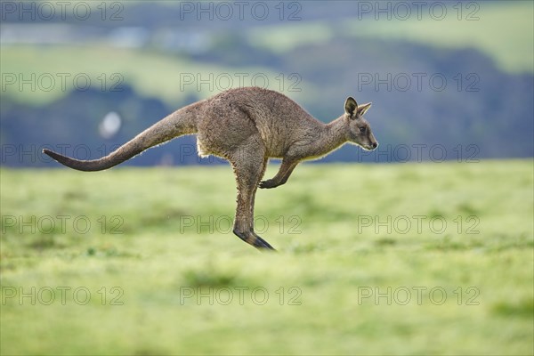 Eastern grey kangaroo (Macropus giganteus) jumping on a meadow