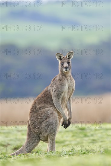 Eastern grey kangaroo (Macropus giganteus)