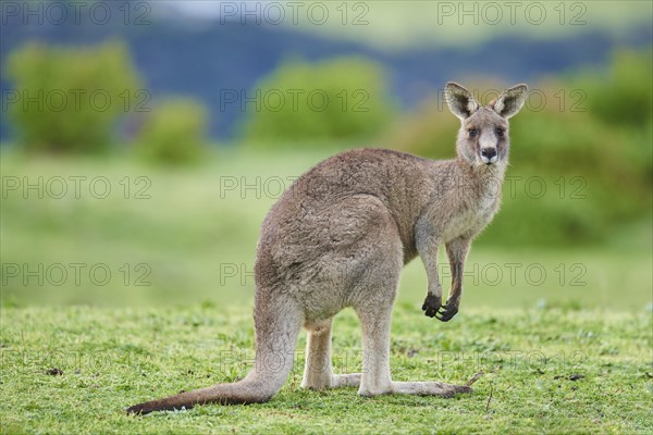 Eastern grey kangaroo (Macropus giganteus) standing on a meadow