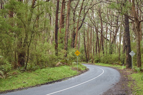 Lighthouse Road going through a Eucalyptus forest (Eucalyptus)
