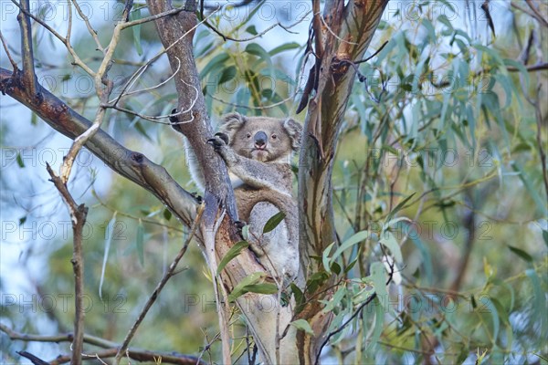 Koala (Phascolarctos cinereus)