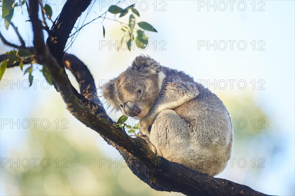 Koala (Phascolarctos cinereus)