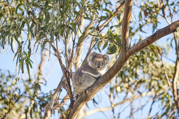 Koala (Phascolarctos cinereus)