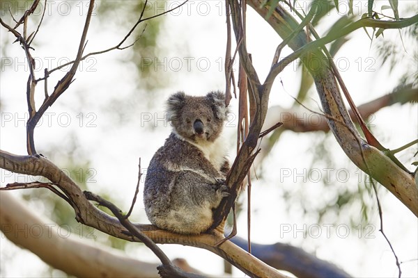 Koala (Phascolarctos cinereus)