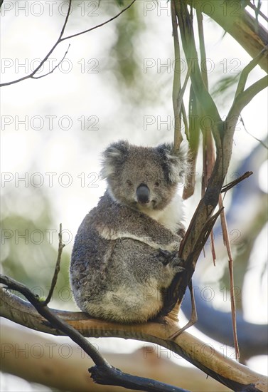 Koala (Phascolarctos cinereus)