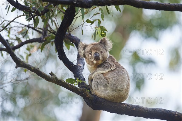 Koala (Phascolarctos cinereus)