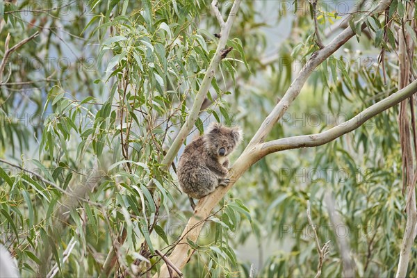 Koala (Phascolarctos cinereus)