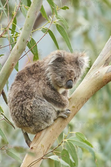 Koala (Phascolarctos cinereus)