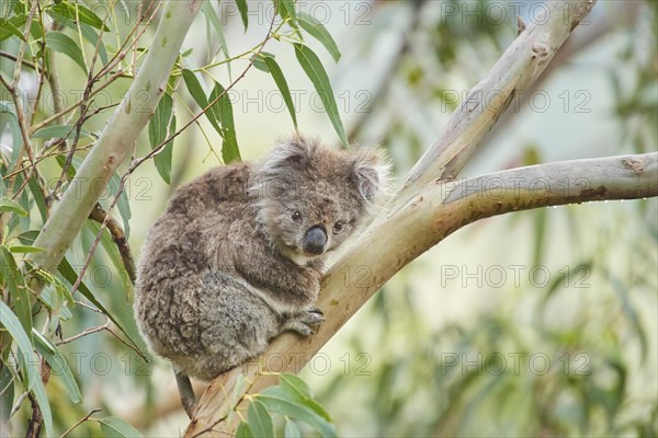 Koala (Phascolarctos cinereus)