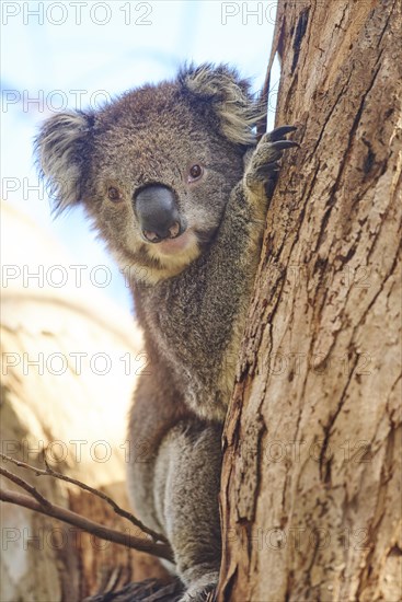 Koala (Phascolarctos cinereus)