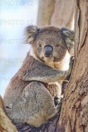 Koala (Phascolarctos cinereus)