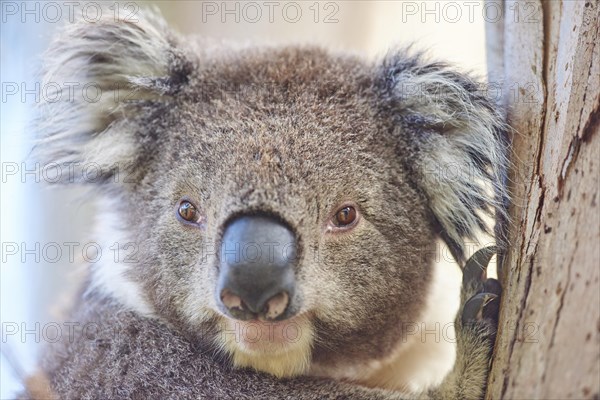 Koala (Phascolarctos cinereus)