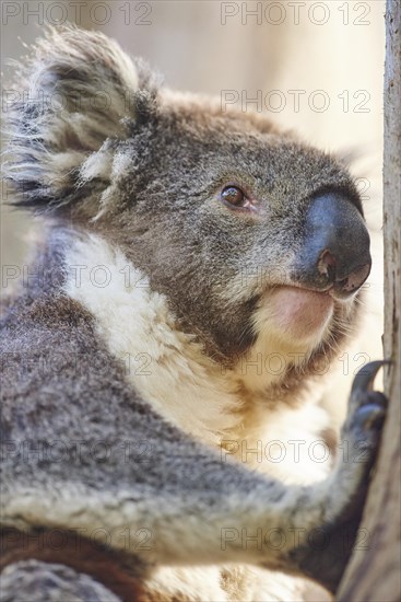 Koala (Phascolarctos cinereus)