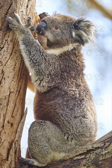 Koala (Phascolarctos cinereus)