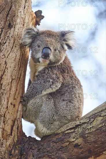 Koala (Phascolarctos cinereus)