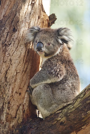 Koala (Phascolarctos cinereus)