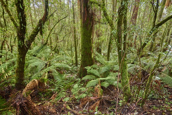 Forest with ferns