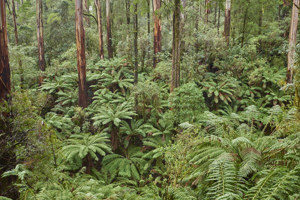 Forest with fern trees (Cyatheales)