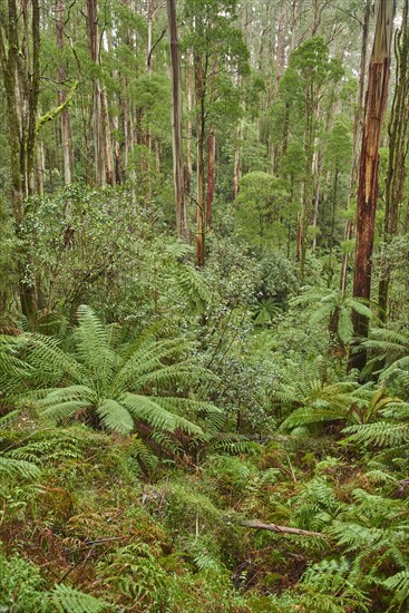 Forest with fern trees (Cyatheales)